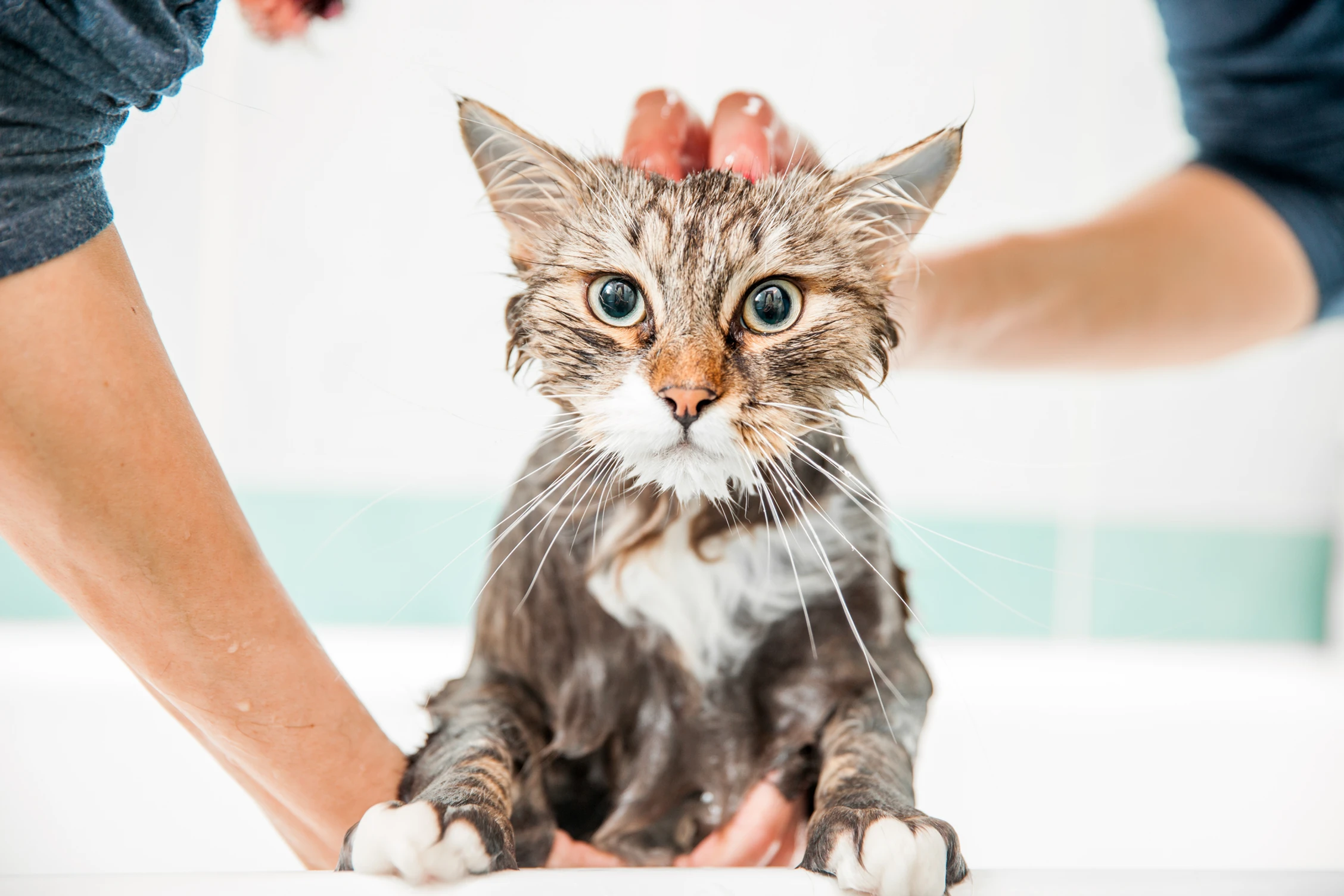 Best Cat Food in Pakistan | Moggy Cat Food