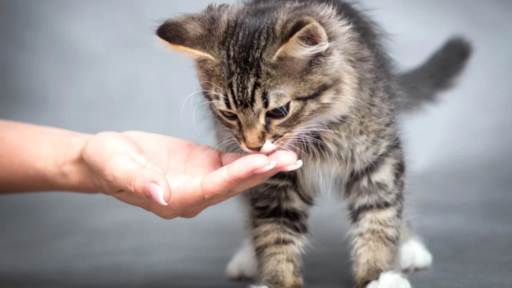 The Top Superfoods for Healthy and Happy Cats