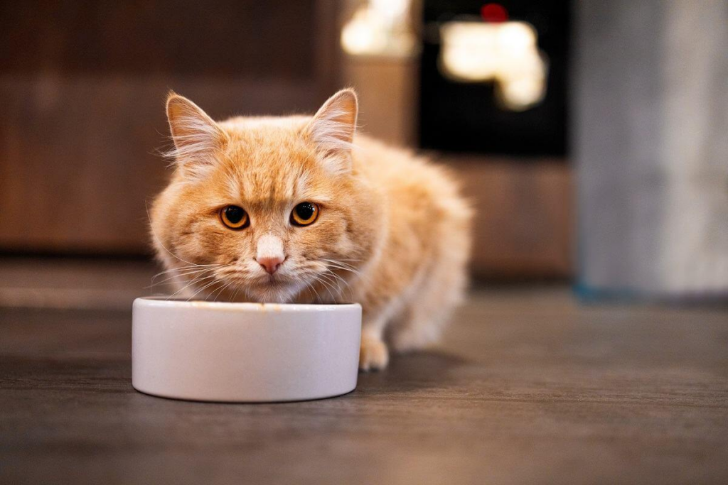 Best Cat Food in Pakistan | Moggy Cat Food