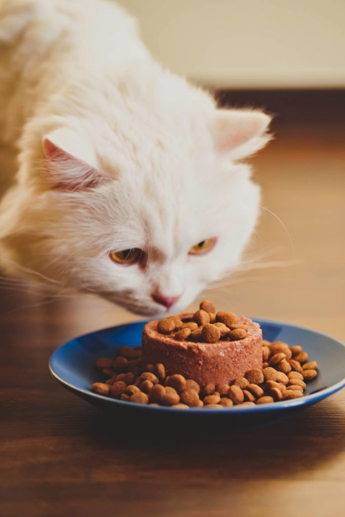 Discover the Best Cat Food Brands in Pakistan for Every Breed